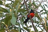 Scarlet-bellied Mountain-Tanager